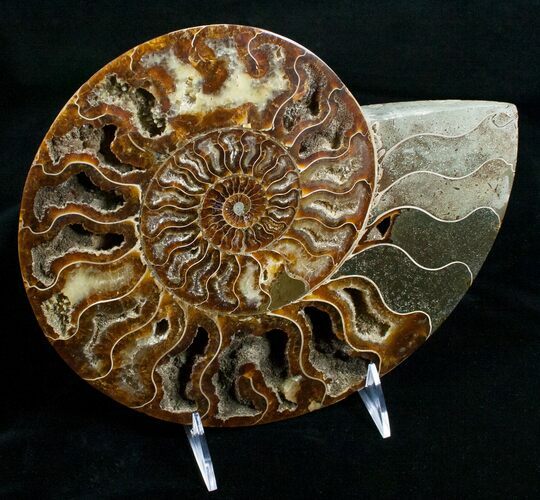 Huge Polished Cleoniceras Ammonite - Half #5214